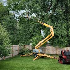 Best Tree Health Inspection  in Sterling City, TX