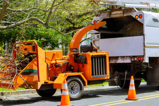 Best Tree Maintenance Programs  in Sterling City, TX