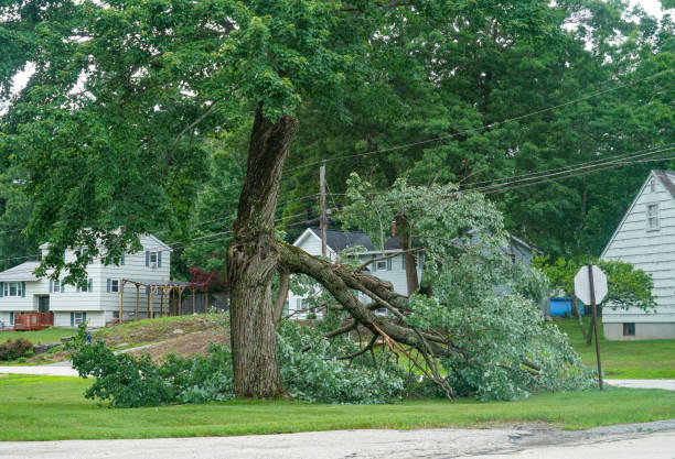 Best Storm Damage Tree Cleanup  in Sterling City, TX