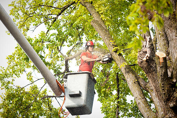 Best Emergency Tree Removal  in Sterling City, TX